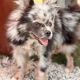 AKC Registered - ACE - Blue merle male Pomeranian puppy in Duncan, Arizona from Bootheel Doxies & Poms