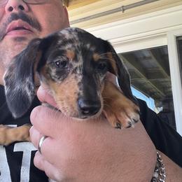 Dachshund Puppies from Witchy Woman’s Wiener’s