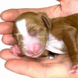 Teal - Red female Australian Labradoodle puppy in Upland, California from Kings Labradoodles
