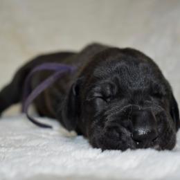 Rowan's Creek - Black and white female Great Dane puppy in Chapmansboro, Tennessee from Balthrop Bend Farms