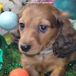 Atlas (non Dapple) (AKC and CKC registration included) - Red male Dachshund puppy in Terlton, Oklahoma from CLARK'S BREEDING PROGRAM