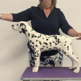 Dalmatian puppies from Hapi-Dal Dalmatians and Primetime Whippets