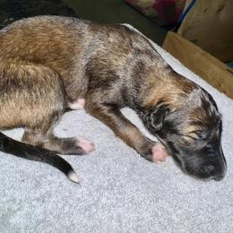 Girl 1 - Borzoi puppy from Luxor Borzoi