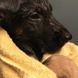 German Shepherd Puppies from Sandy’s Shepherds