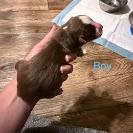 Nibbles - Red tri male Miniature Australian Shepherd puppy in Romney, West Virginia from South Branch Mini Aussies