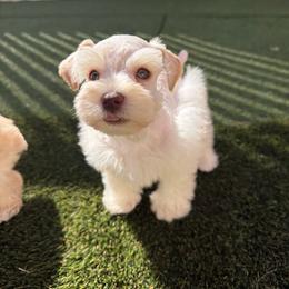 Skor - White male Miniature Schnauzer puppy in Clover, South Carolina from Bobo’s Babies Kennels