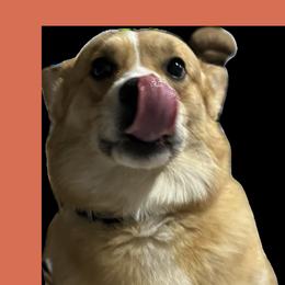 Finn - Pembroke Welsh Corgi