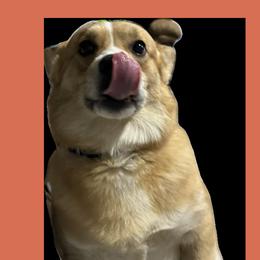 Finn - Pembroke Welsh Corgi