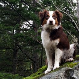 Australian Shepherd All Grown Up from Windmill Australian Shepherds