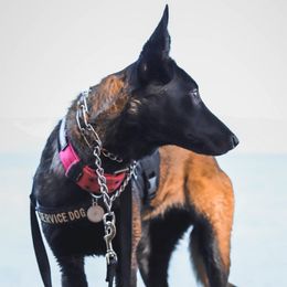 Riot - Belgian Malinois