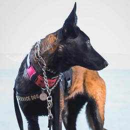 Riot - Belgian Malinois