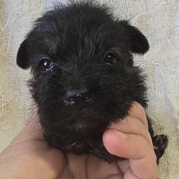 Jax Boy 1  Salt and Pepper Jax - Salt and pepper male Miniature Schnauzer puppy in Spring Hill, Florida from Suncoast Miniature Schnauzers