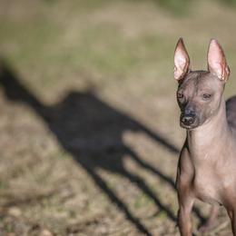 Peruvian Inca Orchid All Grown Up from Stoney Brooks Reg.