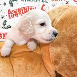 Alvin - Cream male Dachshund puppy in Ocala, Florida from Sugarbakers Kennel