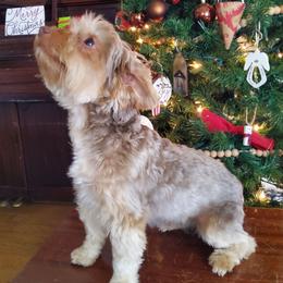 Saddie - Yorkshire Terrier