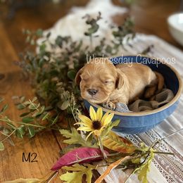 Cavapoo puppies from Wednesday & Co