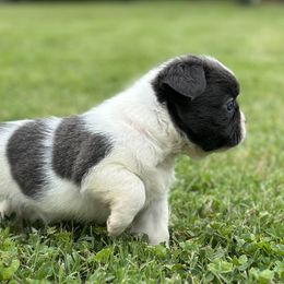 Boxer and French Bulldog Puppies from Furevermore Boxers and Furevermore Frenchies