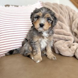 Mrs. Howell - Blue merle female Bernedoodle puppy in Idaho Falls, Idaho from Idahome Doodle