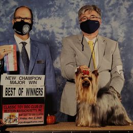 Yorkshire Terrier All Grown Up from Rick Buterbaugh