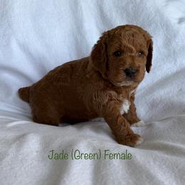 Jade - Red  female Goldendoodle puppy in De Pere, Wisconsin from Kinzor Kennels