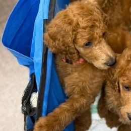 Girl 1 - Red  female Poodle puppy in Houston, Texas from Everyday Poodles