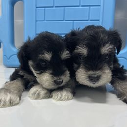 Miniature Schnauzer Puppies from Miniature Schnauzer Paradise llc