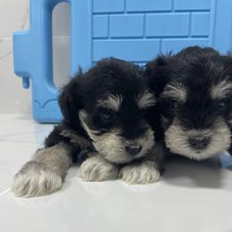 Miniature Schnauzer Puppies from Miniature Schnauzer Paradise llc
