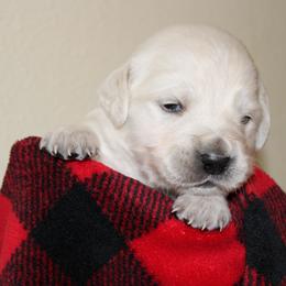 Girl 4 - Light golden female Golden Retriever puppy in Chehalis, Washington from Tradition Golden Retrievers