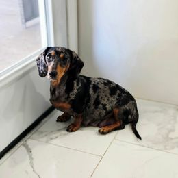 Qweenie - Dachshund
