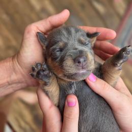 Rex - Blue male American Hunt Terrier puppy in Cave City, Arkansas from Bayou Valley Shepherds and American Hunt Terriers