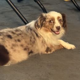 Winnie - Miniature Australian Shepherd