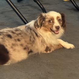 Winnie - Miniature Australian Shepherd