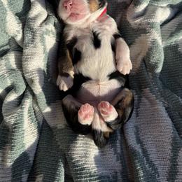 Bernedoodle Puppies from Veterinarian Raised Bernedoodles