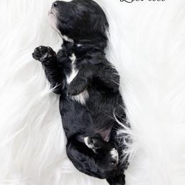 Licorice - Black male Poodle puppy in from Pink Poodles and Doodles