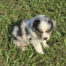 Boy 2 - Blue merle male Australian Shepherd puppy in Lakeland, Florida from Diamond P Australian Shepherds