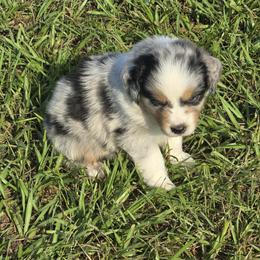 Boy 2 - Blue merle male Australian Shepherd puppy in Lakeland, Florida from Diamond P Australian Shepherds