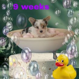 Purple girl - Parti female Yorkshire Terrier puppy in Inverness, Florida from Luvayorkie&more