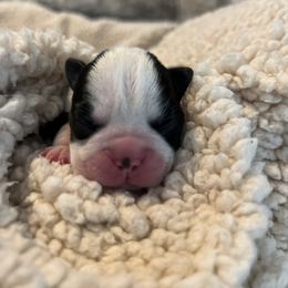 Boston Terrier Puppies from Rhonda Binkard