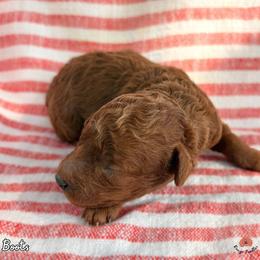 Boots - Red  male Poodle puppy in Florida from Rouge Poodles