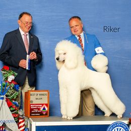 Riker - Poodle
