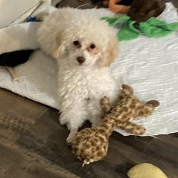 Poodles from House of  Red Toy Poodles
