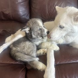 Siberian Husky Puppies from The Rulon Den