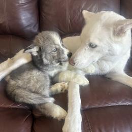 Siberian Husky Puppies from The Rulon Den