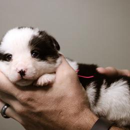 Naomi - Black and tan female Pembroke Welsh Corgi puppy in South Otselic, New York from Ridge Top Corgis