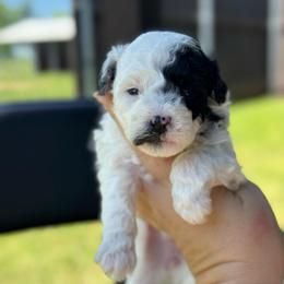 Cupcake - Black and white female Sheepadoodle puppy in Wharton, Texas from Little Fur Friends