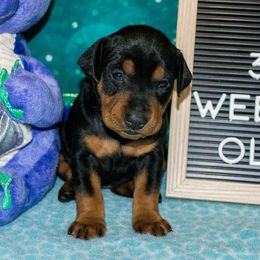 Green Collar Girl - Black female German Pinscher puppy in Topeka, Kansas from Rhapsody German Pinschers