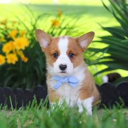 Caleb - Sable male Pembroke Welsh Corgi puppy in Sugarcreek, Ohio from Admar Canines
