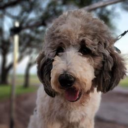 Charlie - Goldendoodle