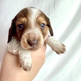 Sophie - Chocolate and tan female Dachshund puppy in Luling, Texas from Kristina's Dachshunds