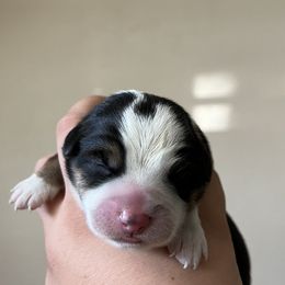 Pembroke Welsh Corgi and Toy Australian Shepherd Puppies from Double Bar H Corgis & Aussies